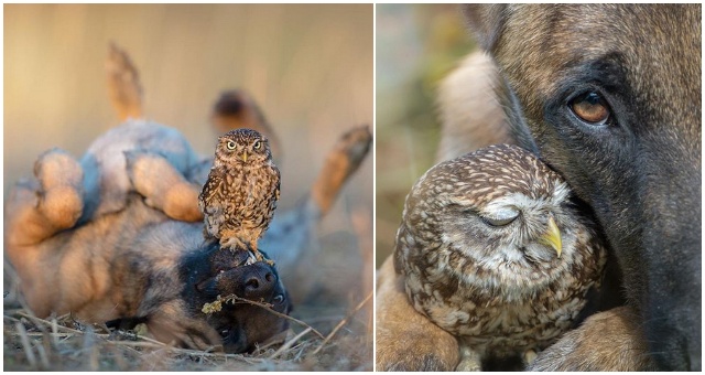 Vzťah medzi roztomilou sovou a psíkom je nesmierne krásny, čo dokazujú aj fotografie
