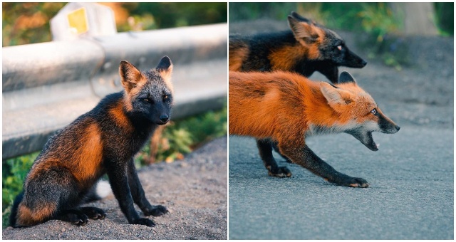 Chlapík strávil s týmito nezvyčajnými líškami takmer 2 mesiace, aby mohol nafotografovať takéto zábery