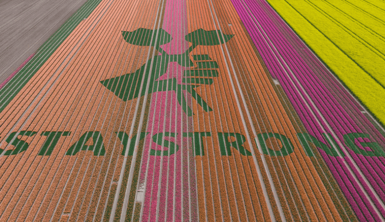 Holandskí farmári tvoria silné odkazy prostredníctvom svojich tulipánových polí