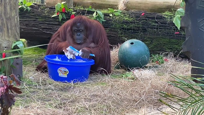 Z 34-ročnej samice orangutana sa stala hotová hviezda – natočili ju pritom, ako si umýva ruky