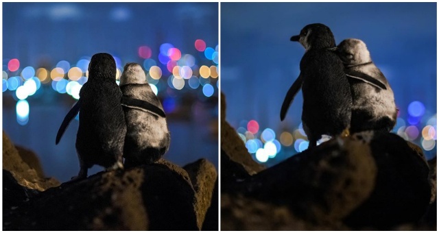 Fotografovi z Melbourne sa podarilo zachytiť nádherný moment dvoch tučniakov