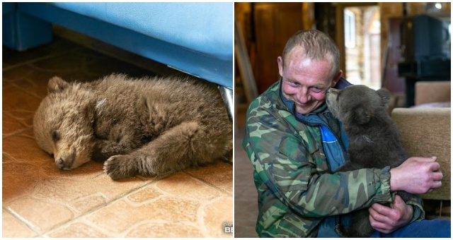 Farmár natrafil na vyhladované medvedie mláďa, no aby nezomrelo, tak si ho vzal pod svoje ochranné krídla