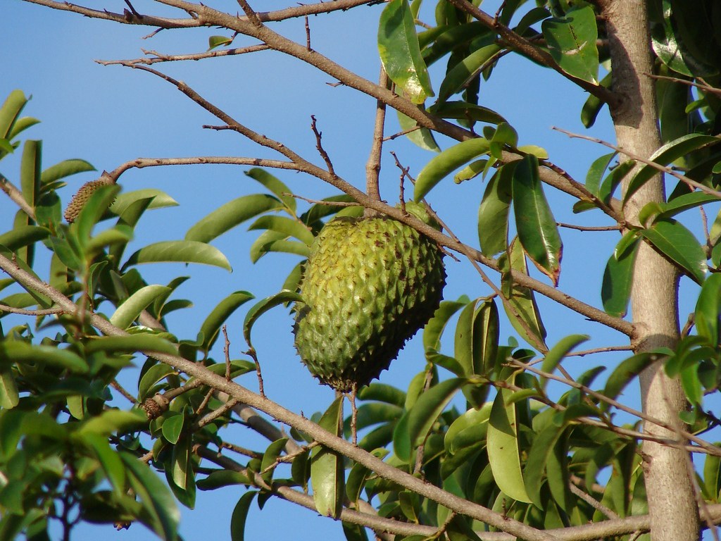 Graviola