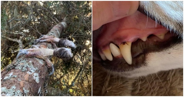 Tieto strašidelné fotografie rôznych zvierat rozhodne nie sú pre každého