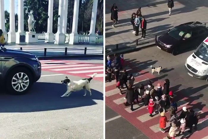 Tento psík je doslova celebritou – každý deň pomáha deťom prejsť bezpečne cez cestu