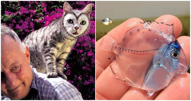 12 fascinujúcich zvierat, ktoré vyzerajú akoby prišli z nejakého sveta plného fantázie