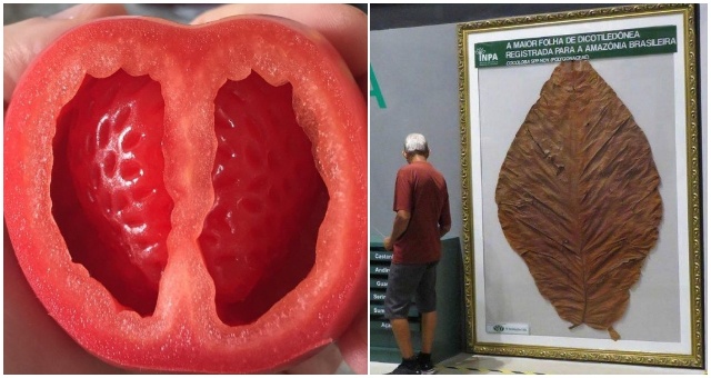 Zelenina, ovocie či dreviny vás dokážu prekvapiť svojou veľkosťou, tvarom i inými parametrami