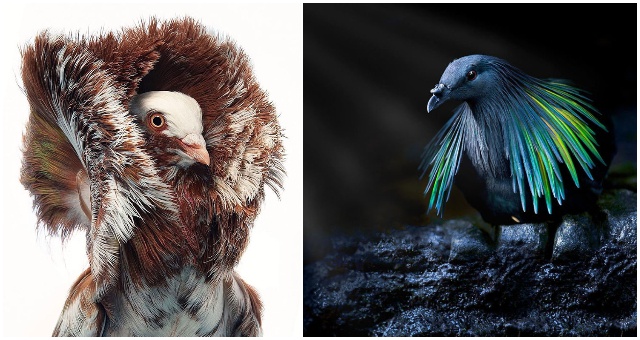 Pozrite si 12 najkrajších a najzaujímavejších holubov na svete