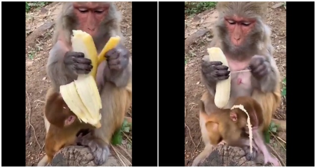 Ľudia sú šokovaní videom, na ktorom vidieť opicu, ktorá olupuje a konzumuje banán ako človek