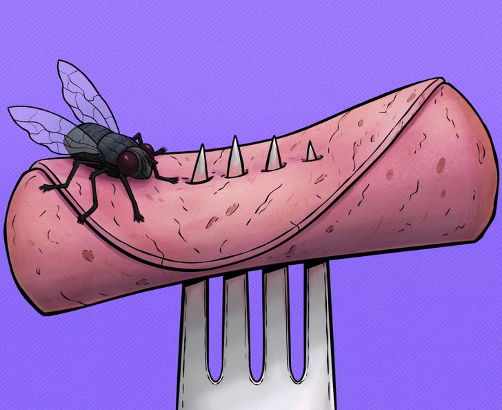 Muchy domáce dokážu narobiť problémy – toto všetko sa môže stať, keď pristanú na vašom jedle