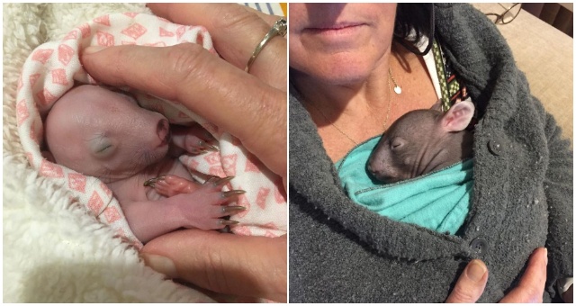 Osirelé mláďatko bolo nájdene vo vačku mŕtvej matky a hmotnosťou iba 120 gramov, no ujali sa ho dobrí ľudia