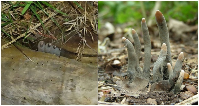 Existujú huby, ktoré vyzerajú ako prsty mŕtveho človeka a sú skutočne strašidelné