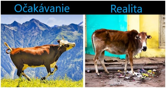 Čo všetko by sa zmenilo, ak by sa všetci stali vegánmi? Bola by to tá najlepšia cesta?