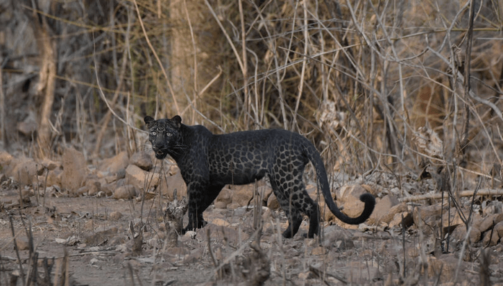 Turista bol na prechádzke po safari a odniesol si odtiaľ extrémne vzácne zábery raritného leoparda čierneho