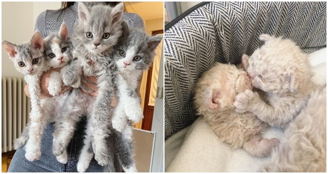Plemeno mačky zvané Selkirk Rex je úplne iné od bežných plemien, čo môžete vidieť už na pohľad