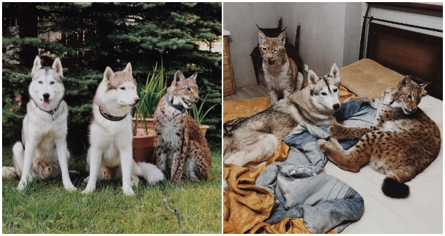 Ruska žije s 8 psami, 2 rysmi a 3 koňmi. A všetky tieto zvieratá si spolu veľmi dobre nažívajú