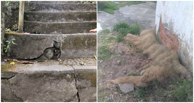 Určite sa stalo aj vám, že ste videli tváre tam kde nie sú. Ľudia sa delia o tie svoje videnia mačiek na rôznych miestach