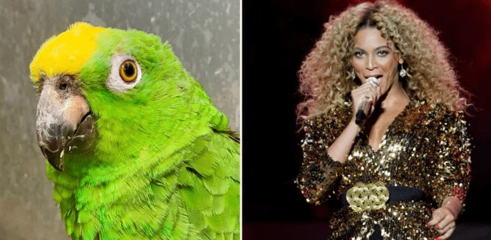 Papagáj, ktorý spieva na nerozoznanie od Beyoncé, je hviezdou. Dokáže však napodobniť kohokoľvek