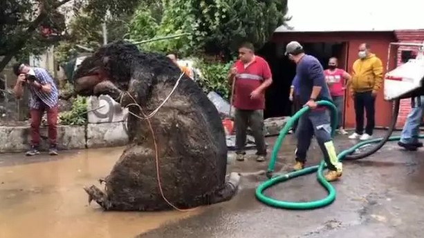 V Mexiku došlo k nepríjemným záplavám, no to, čo vytiahli z odtokového systému, nečakali ani v sne