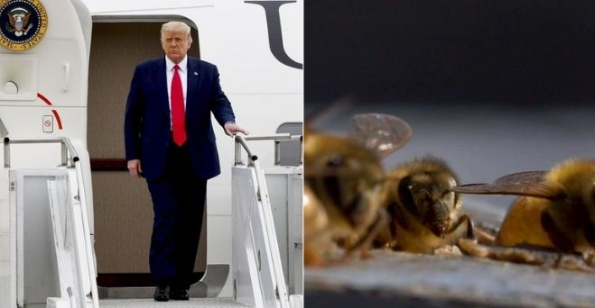 Aktuálne správy #158: Štúdia tvrdí, že včelí jed dokáže rýchlo zabíjať agresívne bunky rakoviny prsníka a USA sa údajne nepripojí ku globálnemu úsiliu nájsť vakcínu na Covid-19