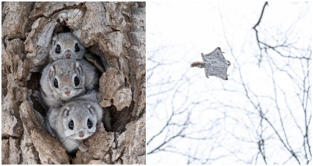 Ak si myslíte, že dokonalosť neexistuje, tak po zhliadnutí týchto fotografií veveričiek to možno prehodnotíte