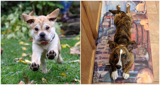 Keď sa pitbul skríži s inými plemenami, tak vzniknú z toho takéto zaujímavé psíky