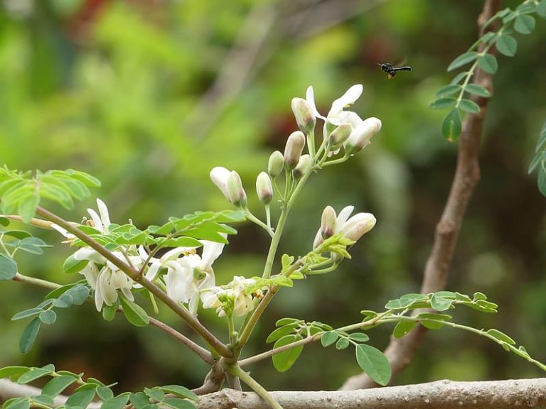 Ako si doma jednoducho vypestovať strom moringa