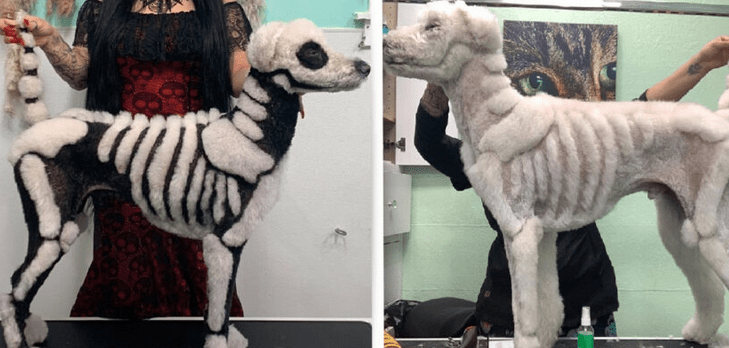Majiteľka zmenila svojho psíka na nepoznanie a je z neho hviezda. Všetko kvôli Halloweenu