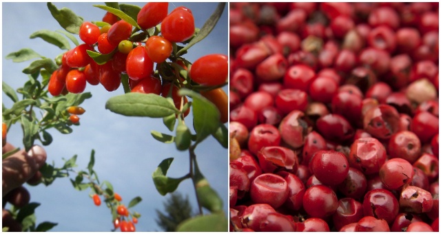 Goji alebo Kustovnica čínska – Ako si ju vypestovať na záhrade a na čo si musíte dať pozor?