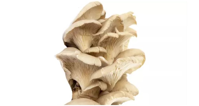 Ako si doma vypestovať super mimoriadne zdravú hlivu ustricovú a na čo si dať pozor?