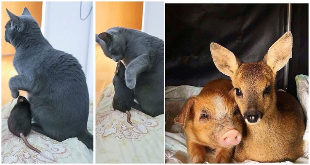 To, že priateľstvo a láska nepozná hranice vám teraz ukážu zvieratá