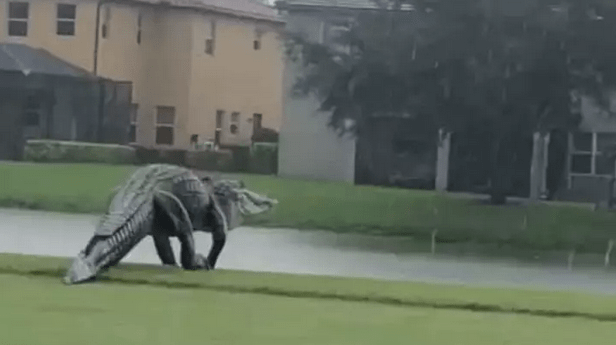 Po golfovom ihrisku sa prechádzal obrovský aligátor. Pri pohľade na neho vás zamrazí