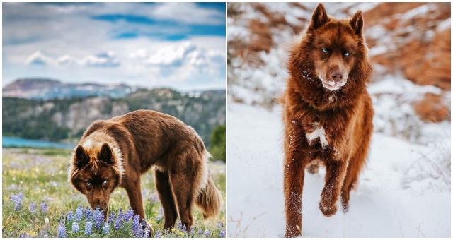 Pozrite si krásne fotografie nezvyčajného huskyho, ktorý je celý hnedý a pripomína vlka