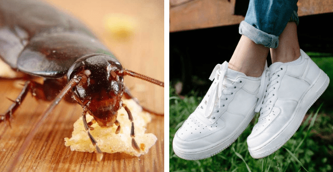 Zopár zaujímavosti ku káve, ktoré ti zaručene rozšíria obzory #897: aké miery by mala Barbie, keby bola skutočná žena a niečo o šváboch