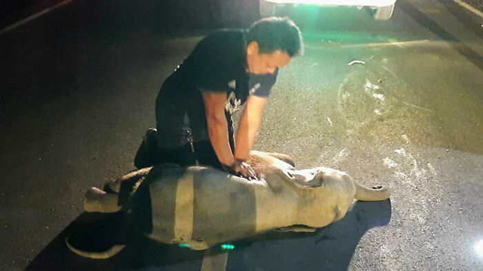 Motorkár zrazil slonie mláďa a zdalo sa, že je mŕtve. Akoby zázrakom sa ho podarilo oživiť