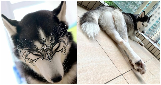 Táto fenka huskyho má priam čarovnú charizmu, ktorá doslova srší už z fotografií