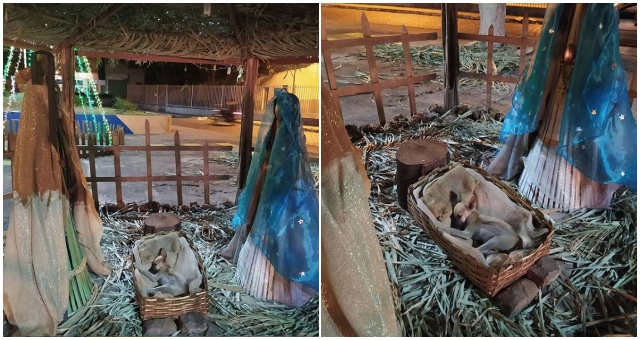 Žena prechádzajúca okolo Betlehema si všimla niečo nezvyčajné – jasle mali nečakaného návštevníka