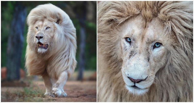 Fotograf zvečnil krásu a majestátnosť bieleho leva takmer z každého uhla