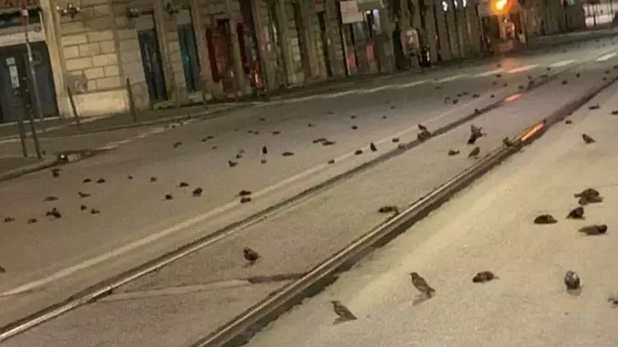 Novoročný ohňostroj si vyžiadal obete – na ulici sa ocitli stovky mŕtvych vtákov