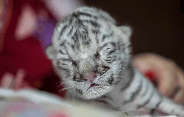 V Nikarague sa narodil vôbec prvý bengálsky tiger. Na svete je ich už len 200