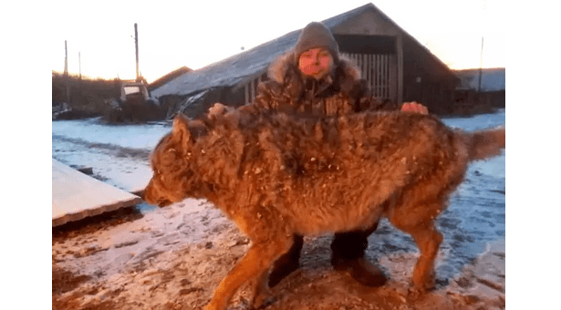 Farmár zabil vlka holými rukami potom, čo napadol koňa a zabil jeho psov