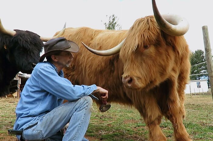 Tento tonu vážiaci tvor rozhodne nevyzerá priateľsky, no farmár dokazuje opak