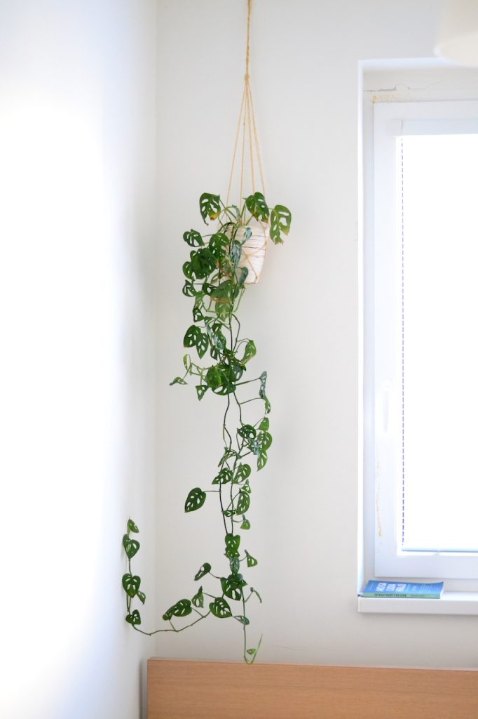 Monstera Adansonii