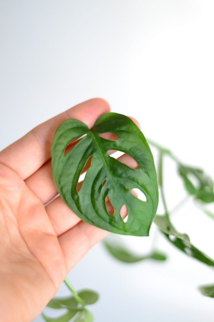 Monstera Adansonii