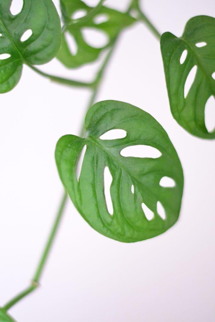Monstera Adansonii