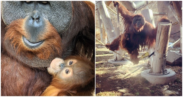 Veľmi nezvyčajné vo voľnej prírode – otec orangutan sa ujal svojej dcéry potom, čo jej zomrela matka