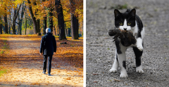 Zopár zaujímavosti ku káve, ktoré ti zaručene rozšíria obzory #953: prečo mačky prinášajú k ľuďom mŕtve zvieratá a niečo o imunitnom systéme