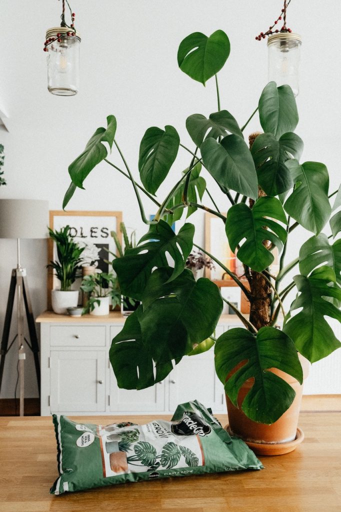 monstera subtstrát