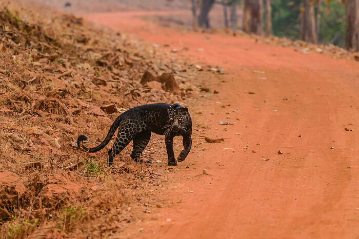 Fotograf mal šťastie, odfotografoval totiž vzácneho čierneho melanistického leoparda, ktorý bol na love