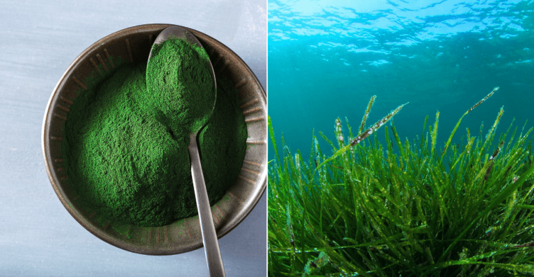 Ako sa pestuje Spirulina?  Riasu, ktorá je známa kvôli svojím účinkom si viete vypestovať aj doma